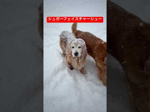 シュガーフェイスチャーシューshorts ゴールデンレトリバー グレートピレニーズ犬 サムネイル