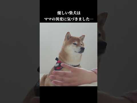 優しい柴犬はママの異変に気づきました‥ shibainu 犬との暮らし　体調不良 サムネイル