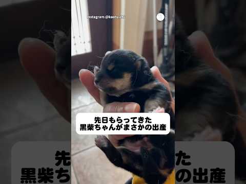 先日もらってきた黒柴がまさかの出産　　黒柴　犬　子犬　かわいい犬 かわいい サムネイル