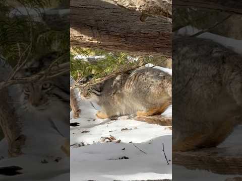 shorts ナゴムくん ソコで爪とぎ〜⁈ マヌルネコ　那須どうぶつ王国にて　2026年1月30日