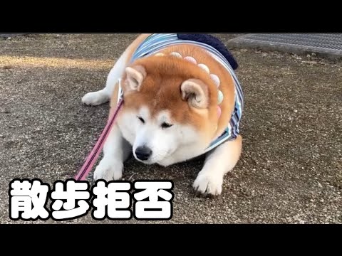 【拒否柴】動きません。ぽっちゃりな柴犬の日常。