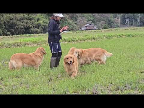 ゴールデンレトリバーの親子３頭と孫娘で楽しい時間 サムネイル