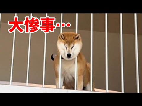 【ヤバすぎる】顔が挟まってしまいました… サムネイル