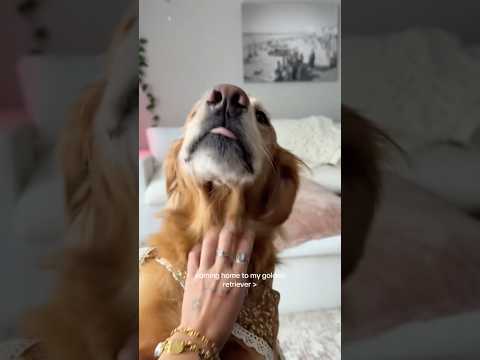 coming home to my golden retriever🥵 goldenretreiver dog ind… サムネイル