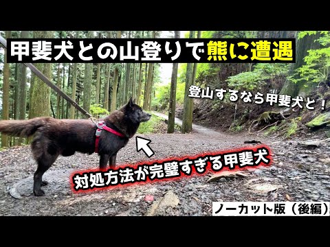 【熊に遭遇】甲斐犬と山登りしてたら・・・【ノーカット版：後編】 サムネイル