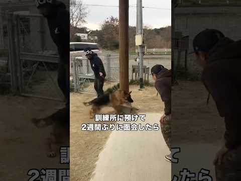 4ヶ月間訓練所に預けていた時の動画。2週間に1回の面会日が待ち遠しかったことを思い出す。 シェパード ジャーマンシェパ… サムネイル