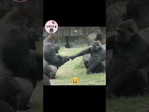 cute gorilla couple😆💕 gorillatag taipeizoo 金剛猩猩 台北市立動物園 sho… サムネイル