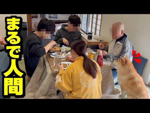 兄の親友と一緒に食事会にしれっと参加する柴犬がまるで人間 サムネイル