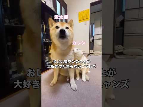 おじいちゃん柴犬である麦太郎には猫が集まるのに若手の鮭太郎には猫が集まらないのはなぜなのか･･･ 保護猫 柴犬 キジト…