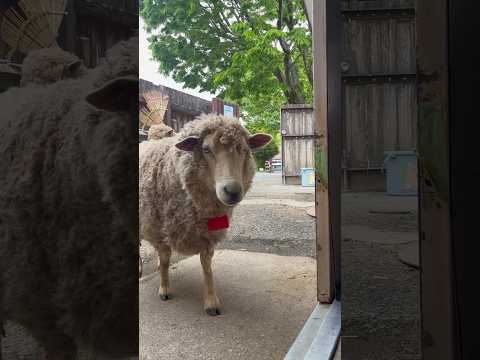 ヒツジさんおかえりなさい🐑 東武動物公園 動物 かわいい 赤ちゃん animals zoo 動物園 ヒツジ おかえりタ… サムネイル