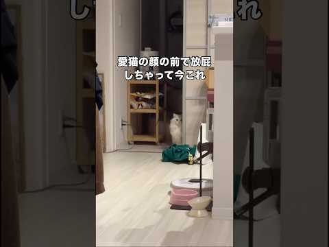猫の顔の前でおならしたら人間不信になった #猫 #おなら #子猫 #shorts サムネイル