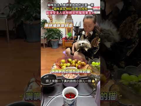 貓咪向主人撒嬌求抱抱的可愛一幕 貓 貓咪 可愛 治愈 萌寵 cat cute cure pets shorts サムネイル
