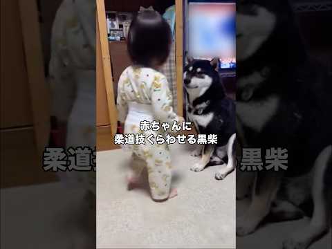 孫が大好きな黒柴にニコニコ近づいて行ったらまさかの投げ技をお見舞いされた 黒柴 赤ちゃんと犬 柴犬 shorts