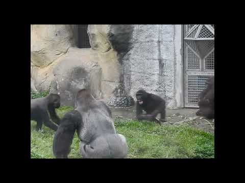 little gorilla brothers Jabali 5y5m old & Ringo 4y11m old.s… サムネイル