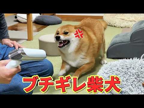 【多頭飼い日常】うちの子はみんな個性豊かでっす サムネイル
