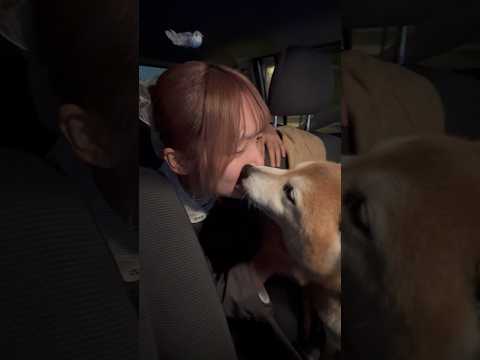 柴犬福姉に病院後褒められる柴犬🤣Sister and Shiba🤣姉と柴 shorts japanesedog 柴犬… サムネイル