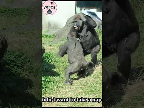 playful Jabali & Tayari gorilla gorillatag taipeizoo 金剛猩猩 台… サムネイル