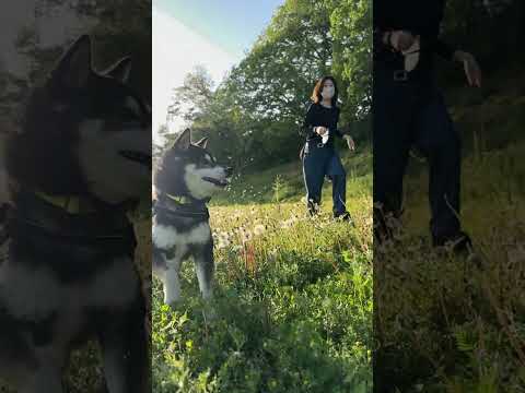 柴犬とタンポポ サムネイル