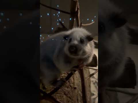 shorts ウスイロホソオクモネズミ　東山動植物園にて　2026年3月14日 サムネイル