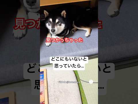 どこにもいないと思ったら…隠れるのが上手すぎる柴犬🐶　　　柴犬　黒柴　犬　かわいい犬 犬のいる暮らし サムネイル