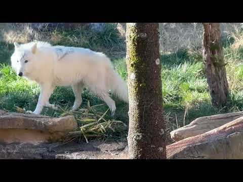 剪定ガール真白ちゃん　  ホッキョクオオカミ　那須どうぶつ王国にて　2025年11月29日 サムネイル