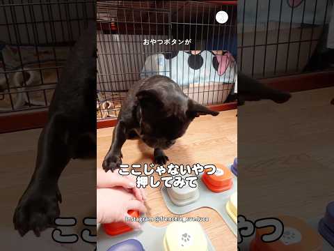 『おやつボタン』しか興味がない犬　フレンチブルドッグ　犬　面白い　犬のいる暮らし かわいい サムネイル