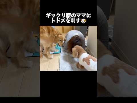 心配していると見せかけてトドメを刺しにくる犬の破壊力がエグい...【ゴールデンレトリバー・ボーダーコリー】shorts サムネイル