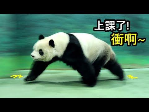 圓仔可愛衝衝衝開心上訓練課|Giant Panda Yuan Zai,圆仔,貓熊,大貓熊,大熊貓|台北市立動物園|Ta…