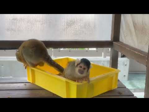 ボリビアリスザルボーイ　のんほいパークにて　2026年1月23日 サムネイル