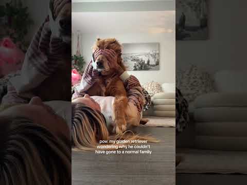coming home to my golden retriever🥵 goldenretreiver dog ind…