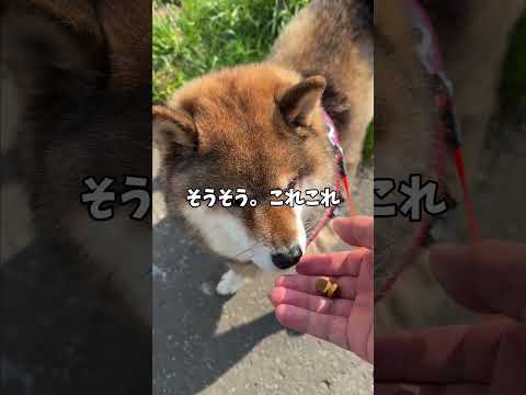 柴犬12歳モットーは花より団子🍡 サムネイル