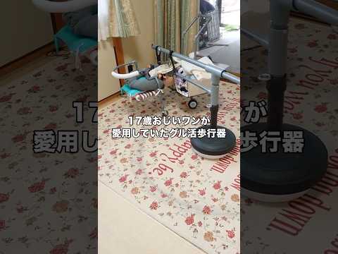 17歳になっても来る日も来る日もグル活に勤しんだおじいちゃん柴犬 シニア犬 柴犬 老犬 shorts サムネイル