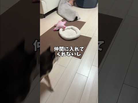 親子のサッカー遊びに乱入する柴犬😳 サムネイル