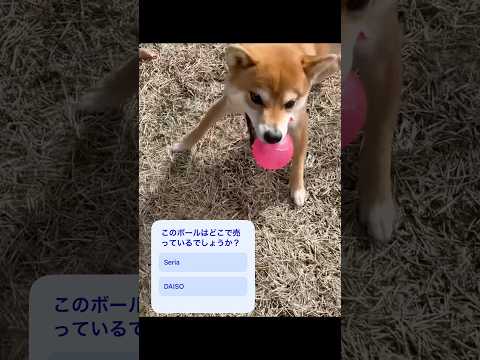 ボールに夢中！ 神戸 柴犬 shiba サムネイル