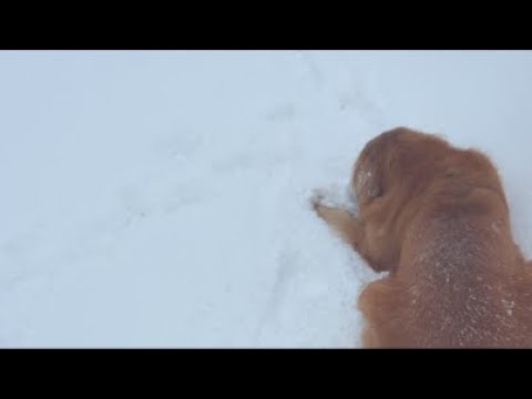 ミントの大冒険 がライブ配信中！ サムネイル