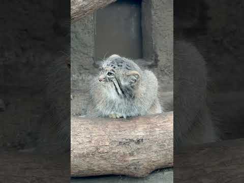 shorts 娘の事は いちおう気にかけているアズちゃん　マヌルネコ　神戸どうぶつ王国にて　2025年12月26日 サムネイル