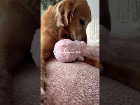 4K Transparent Try-On Haul In this stylish 2025 lookbook we… サムネイル