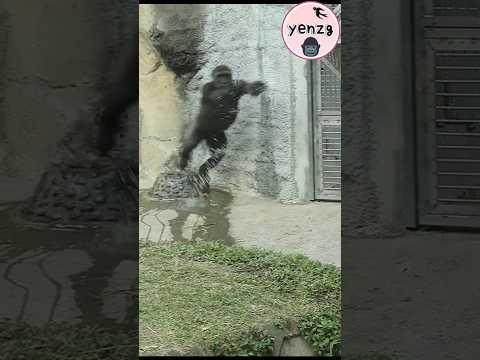 kids following Tayari 😆 gorilla funnyanimals 金剛猩猩 taipeizoo… サムネイル