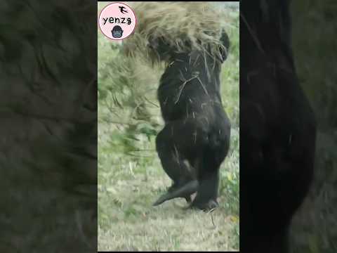 Ringo carry his nest and run gorilla gorillatag taipeizoo 金… サムネイル