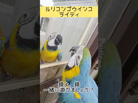 鏡よ、鏡、鏡さん 東武動物公園 動物 かわいい 鏡　ルリコンゴウインコ　ライティ サムネイル