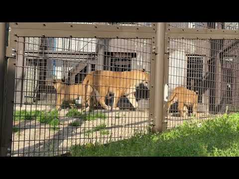 シルクママとこども達 帰ります〜　ライオンファミリー　のんほいパークにて　2026年4月3日 サムネイル