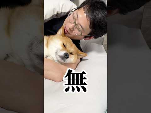 これで寝れるのはうちの子だけ説　柴犬 shorts サムネイル
