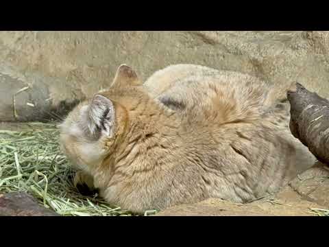 ジャミールさん　スナネコ　那須どうぶつ王国にて　2026年1月30日 サムネイル