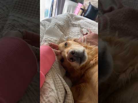 coming home to my golden retriever❤️india retreiver dog pup… サムネイル