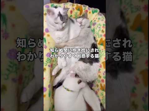 おじいちゃん猫に気づいたら抱き枕にされてどうしたらいいのか分からず困惑する猫 保護猫 野良猫 抱き枕 shorts サムネイル
