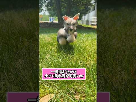 仕事で疲れた皆に贈る笑いと癒しのシュナパピー5選ww　シュナウザー 笑える 癒し シュナウザーとの日常 犬のいる暮らし… サムネイル