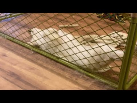 朝の豆きち サムネイル