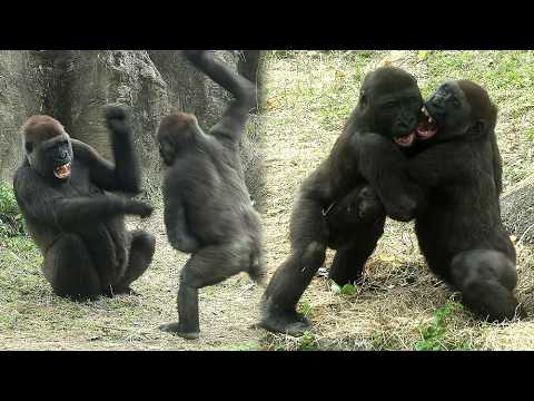 Happy Gorilla Jabali enjoyed playing w/Tayari & Ringo金剛猩猩Ja… サムネイル