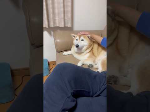 柴犬福 父に撫でられてる時の柴犬🤣Father and Shiba🤣#shorts #funny #funnydog… サムネイル