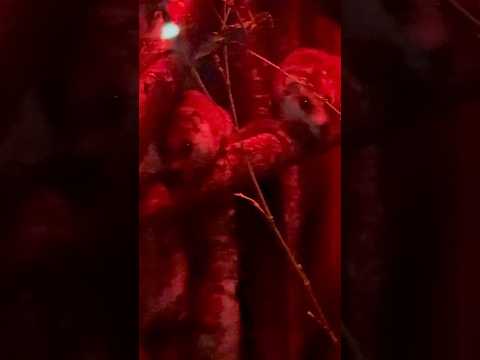 shorts アフリカヤマネ　上野動物園にて　2026年2月6日 サムネイル